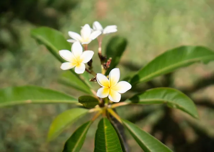 Сasa de vacaciones Bungalow&garten Porches *
