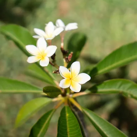 Holiday home & Garten Porches *