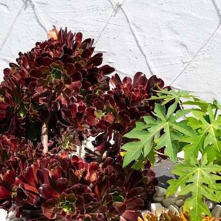 Bungalow&garten Porches Playa del Inglés