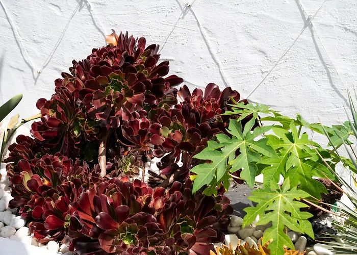 & Garten Porches Плайя-дель-Інглес